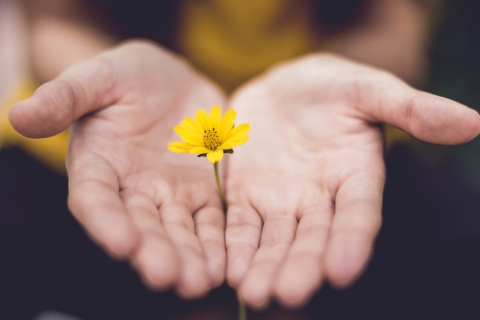 Close up of a flower protected by hands